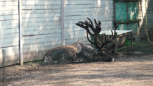 A reindeer with huge branched antlers is resting in an enclosure. A male caribou lies on the ground near a wooden fence on a farm or zoo.