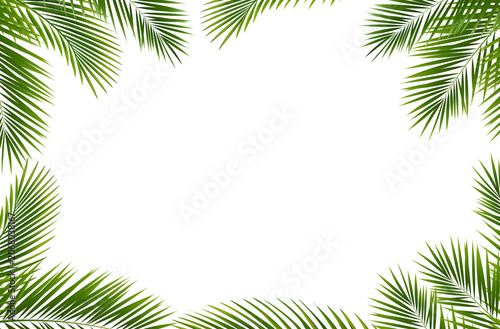 Green Palm Tree And Branch White Background
