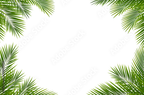 Palm Tree And Branch And White Background