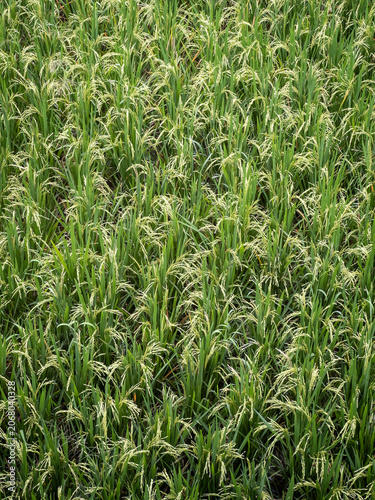 Dense field of ripening rice plants with golden grain panicles, close-up of a lush green paddy at the maturing stage, Bali, Indonesia.