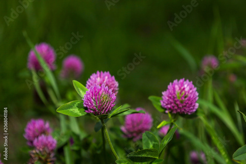 Delicate pink clover flowers stand out brightly against the lush green grass. Beautiful summer blooming of wild plants decorates a sunny glade.