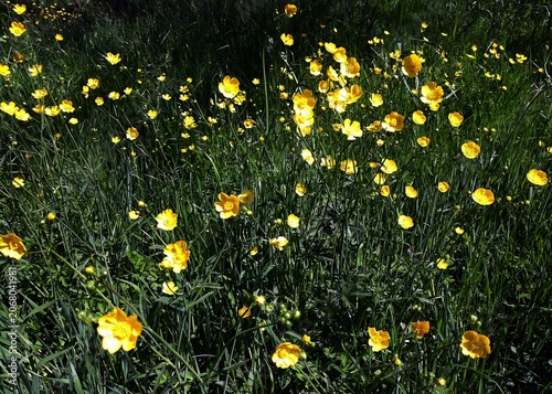 Fényképezés Yellow flowers of Ranunculus repens or the creeping buttercup, in the garden