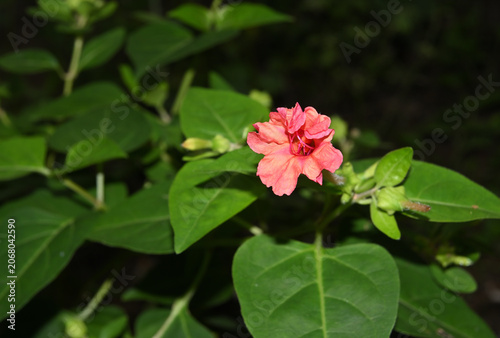 View of an orange colored Marvel of Peru flower just beginning to blossom