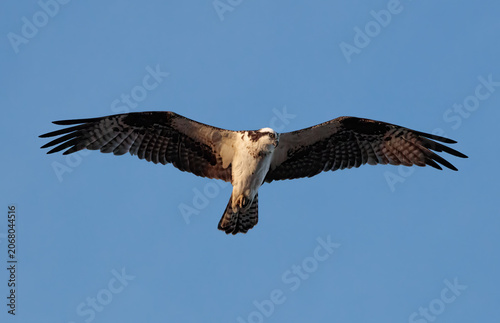 Osprey bird hoving high in the sky