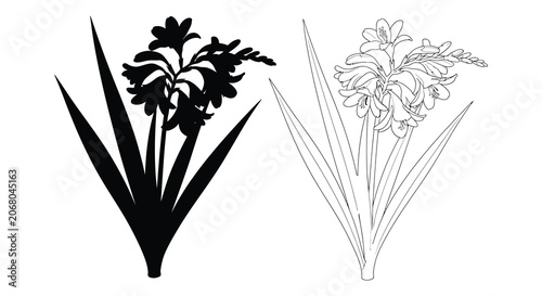 Gladiolus Flower Silhouette And Line Art Illustration Black And White Silhouette