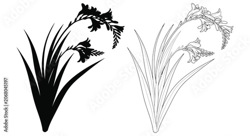 Freesia Flower Arrangement Black Silhouette Against White Background