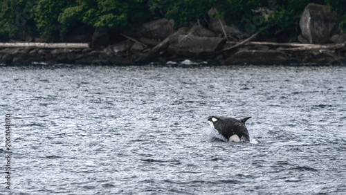 A Breaching Orca (Orcinus Orca)