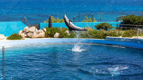 Canvastavla Mediterraneo Marine Park, Swimming Dolphins, Malta