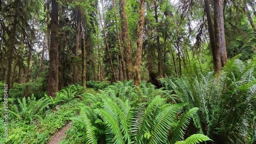 Ferns Line the Bogachiel Trail in Olympic National Park