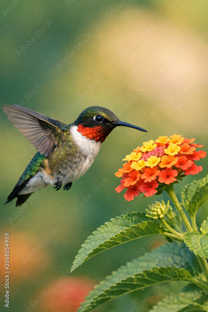 Obraz premium A hummingbird feeding on a bright red flower with its wings spread wide open.