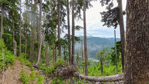 Fog Wafts in Valley Through Trees in Olympic National Park
