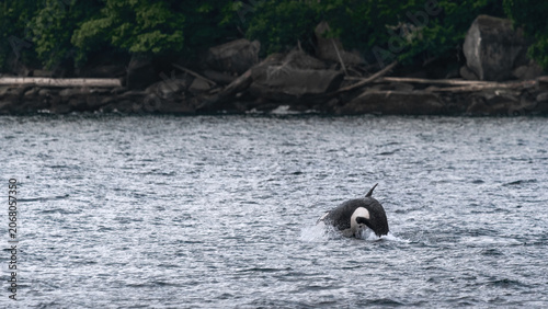 Breaching Killer Whale (Orcinus Orca)