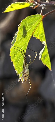Wespenspinne lauert unter Blatt auf Fliegenschatten