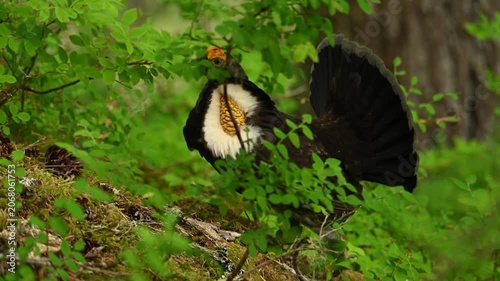 Following Grouse in Forest in Olympic National Park