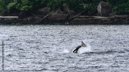 Fluke Of A Breaching Orca (Orcinus Orca)