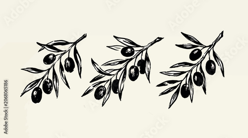 Fotografía Set of three handdrawn olive branches with black olives and leaves isolated on w