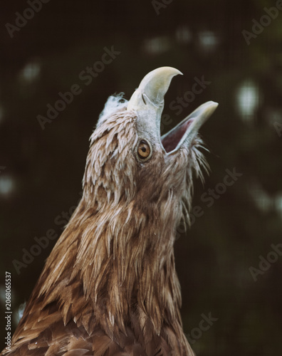 The white-tailed eagle Haliaeetus albicilla. Close-up of a bird's head. The eagle screams with its head raised up.