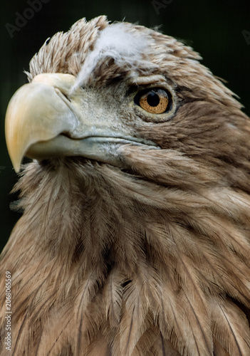 The white-tailed eagle, Haliaeetus albicilla, Close-up of a bird's head.