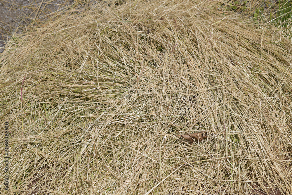 Naklejka premium field of hay
