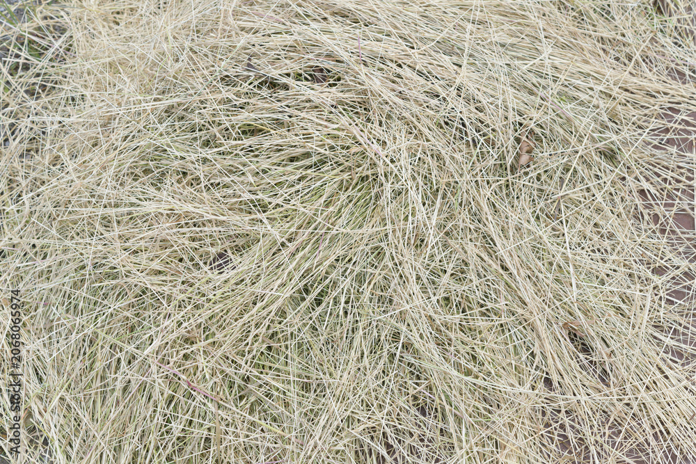 Naklejka premium dry grass background