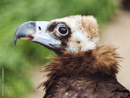 Close up of Black vulture. Aegypius monachus.
