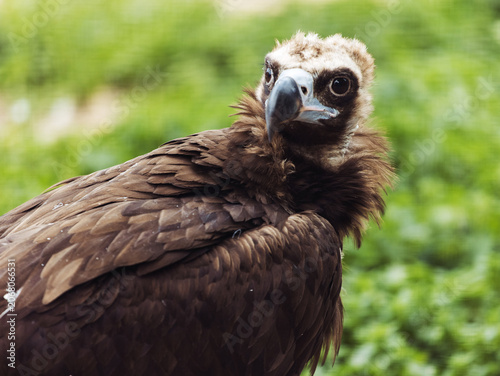 Close up of Black vulture. Aegypius monachus.