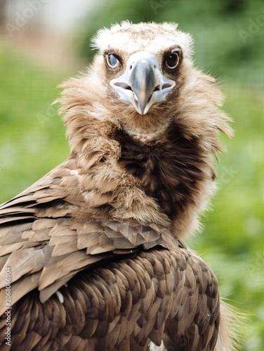 Eurasian Black Vulture portrait from a zoo. Close-up of a bird's head.