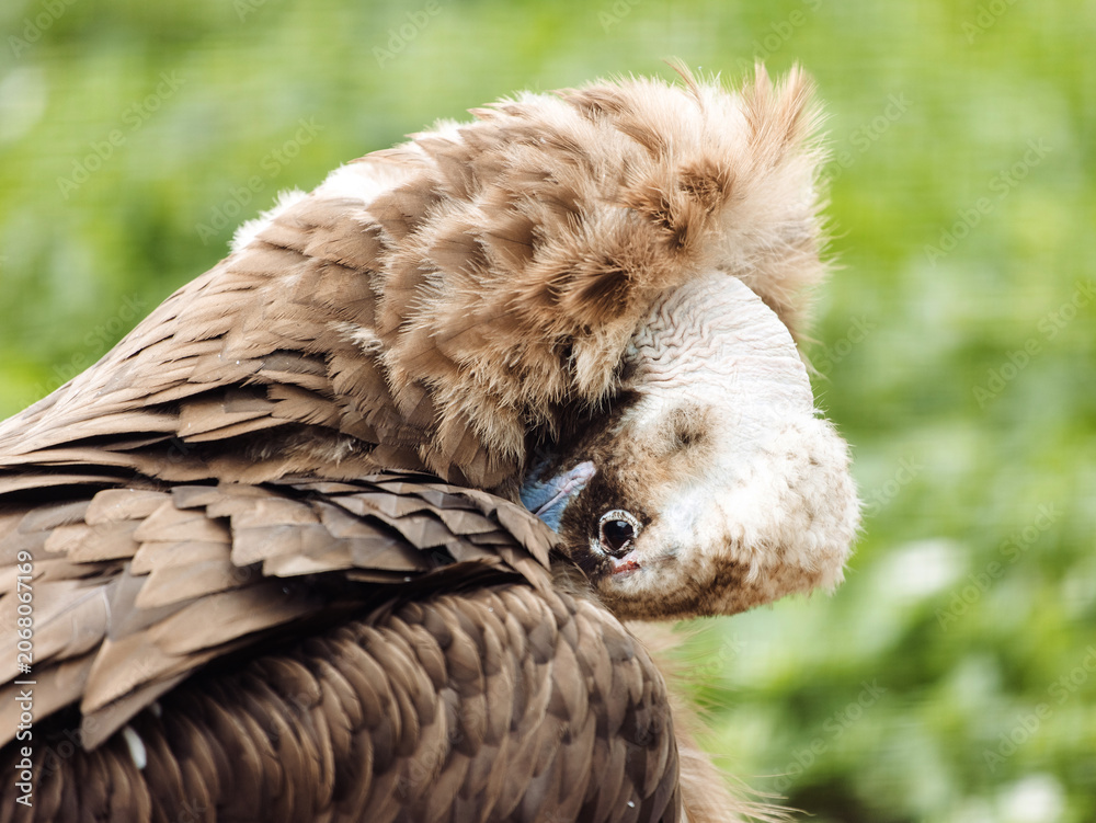Obraz premium Close up of Black vulture. Aegypius monachus.