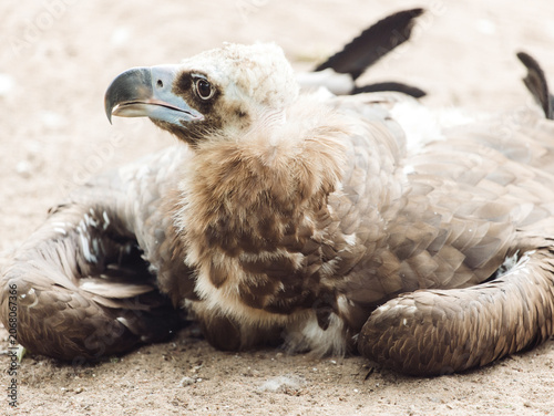 Close up of Black vulture. Aegypius monachus.