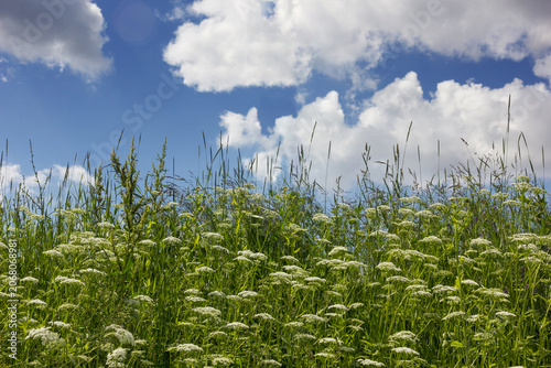 h green hill with tall grass and white cow parsley flowers under blue sky.