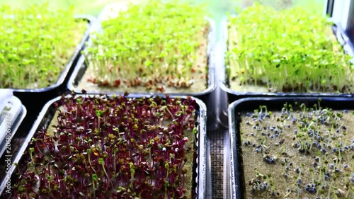Two trays of sprouts on a wooden table