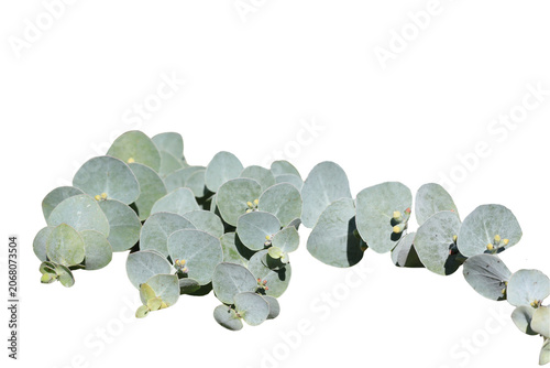 eucalyptus branch, png, isolated on transparent background