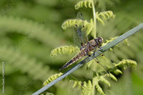Four-spotted chaser dragonfly perched on a green plant stem