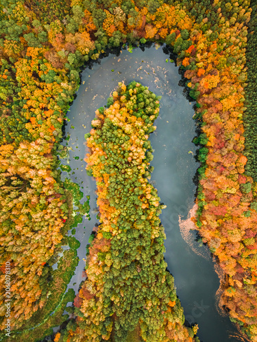 Yellow forest and river in autumn, Poland