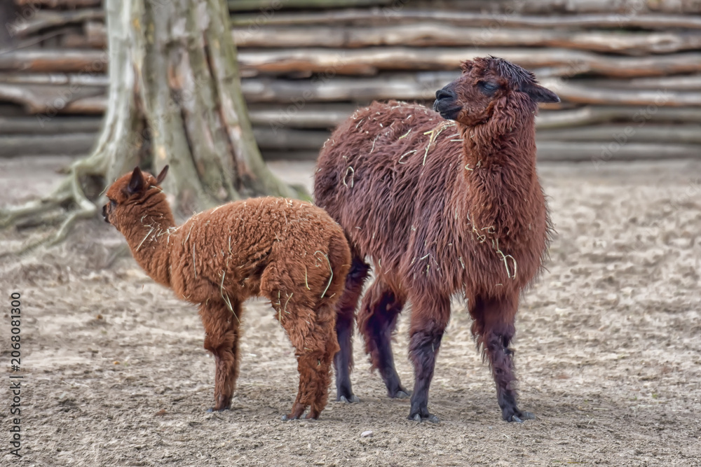 Fototapeta premium Mother Alpaca and Cria Standing Together in Farm Enclosure