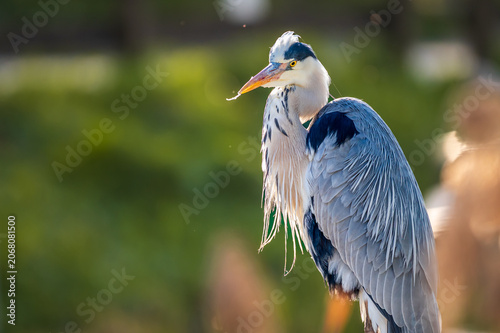 Bild auf Leinwand Portrait of  One Grey Heron at Sunset in Switzerland.