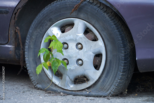 A green maple sprout has broken through the asphalt and is growing from under the wheel of an old car with a flat tire. Survival in extreme conditions.