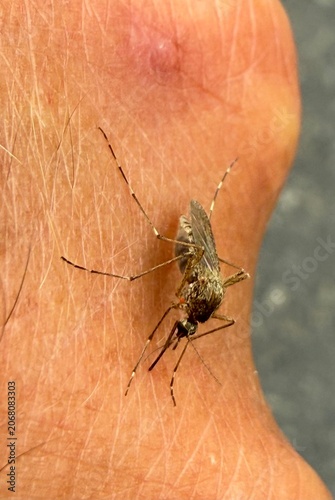 mosquito sucking blood macro shot