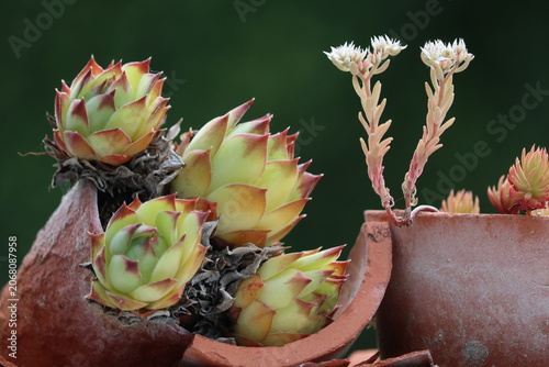 Dry tolerant houseleek plants growing in terracotta pot