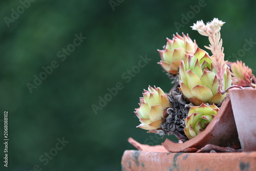Dry tolerant houseleek plants growing in terracotta pot