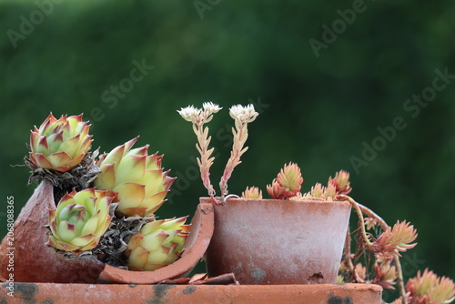 Dry tolerant houseleek plants growing in terracotta pot
