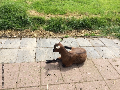 Goat farming in Zaanse Schans, Netherlands.
