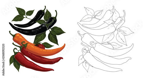 Bild auf Leinwand Chili Peppers And Leaves Color And Silhouette Illustration
