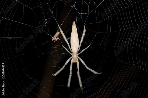 Quadro su tela A beautiful Hewitt's Grass Orb-web Spider (Mahembea hewitti) in the centre of it
