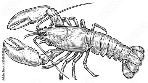Common european lobster hand drawn line art illustration.