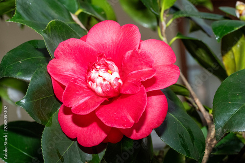 Camellia in Bloom