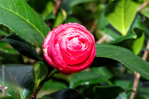 Camellia in Bloom