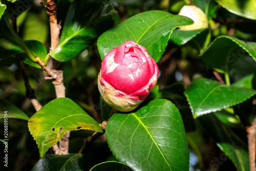 Camellia in Bloom