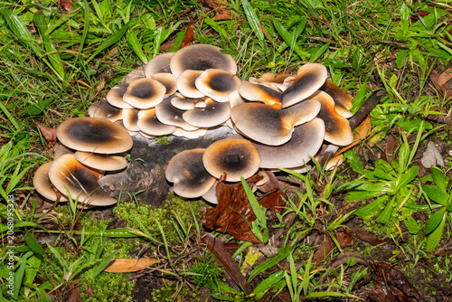Ghost Mushrooms (Omphalotus nidiformis)