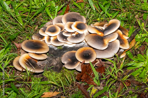 Ghost Mushrooms (Omphalotus nidiformis)